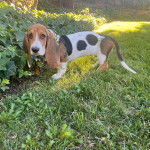 Un Basselier sur un terrain herbac&eacute;e et portant un foulard autour du cou