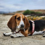 Un Basselier allong&eacute; sur une surface sableuse et portant un harnais 
