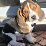 Un Basselier assis sur un sol pav&eacute; et portant un collier autour du cou