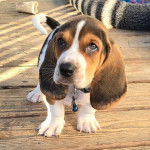 Un chiot Basselier sur un plancher et portant un collier autour du cou