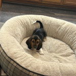 Un Basselier allong&eacute; dans un panier et regardant vers la cam&eacute;ra 