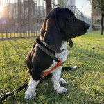 Un Basselier assis sur une surface gazonn&eacute;e et qui est tenu en laisse 