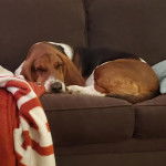 Un Basselier allong&eacute; sur un canap&eacute; et semblant dormir 