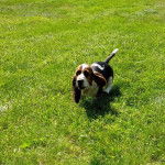 Un Basselier courant sur un terrain herbeux 