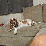 Un Basselier allong&eacute; sur un canap&eacute; et portant un collier autour du cou