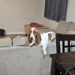 Un Basselier allong&eacute; sur un canap&eacute;