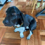 Un Basselier assis sur un sol carrel&eacute; et portant un collier autour du cou 