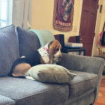 Un Basselier assis sur un canap&eacute; et portant un collier autour du cou