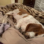 Un Basselier allong&eacute; sur un lit et semblant dormir 