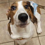 Un Basselier assis sur un sol carrel&eacute; et portant un collier autour du cou