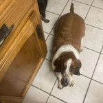 Un Basselier allong&eacute; sur un sol carrel&eacute; et regardant vers la cam&eacute;ra 