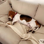 Un Basselier allong&eacute; sur un canap&eacute; et portant un collier autour du cou