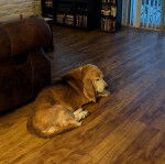 Un Basselier allong&eacute; sur un plancher et semblant d&eacute;tendu 