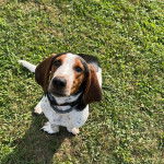 Un Basselier assis sur une surface herbac&eacute;e et portant un collier autour du cou