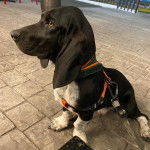 Un Basselier assis sur un sol pav&eacute; et qui est tenu en laisse