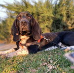 Un Basselier allong&eacute; sur une surface herbac&eacute;e et qui est tenu en laisse