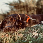 Un Basselier allong&eacute; sur un terrain herbeux et qui est tenu en laisse 