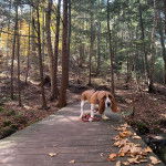 Un Basselier sur un plancher et qui est tenu en laisse 