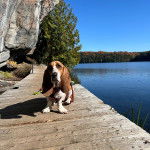 Un Basselier assis sur un pont en bois et qui est tenu en laisse