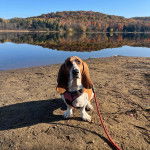 Un Basselier assis et qui est tenu en laisse 