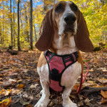 Un Basselier assis sur un sol jonch&eacute;s de feuilles mortes et qui est tenu en laisse 