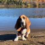 Un Basselier sur une surface sableuse et portant un harnais 