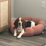 Un Basselier allong&eacute; dans un panier et regardant vers la cam&eacute;ra 