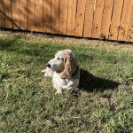 Un Basselier allong&eacute; sur un terran herbeux et portant un collier autour du cou 