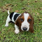 Un chiot Basselier sur un terrain herbeux et regardant la cam&eacute;ra 