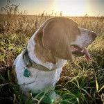 Un Basselier allong&eacute; sur un terrain herbeux tirant la langue et portant un collier autour du cou