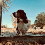 Un Basselier assis sur un plancher et portant un collier autour du cou