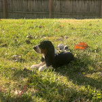 Un Basselier allong&eacute; sur un terrain herbeux et portant un collier autour du cou