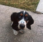 Un Basselier assis sur un sol bitum&eacute; et portant un collier autour du cou