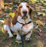 Un Basselier assis sur une surface herbace et qui est tenu en laisse