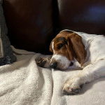 Un Basselier allong&eacute; sur un canap&eacute; et semblant fatigu&eacute; 