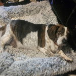 Un Basselier allong&eacute; dans un panier et portant un collier autour du cou