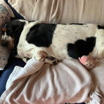 Un Basselier allong&eacute; sur un canap&eacute; et semblant dormir 