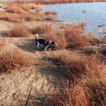 Un Basselier sur une surface sableuse et qui est tenu en laisse 