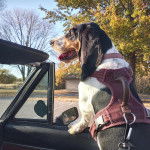 Un Basselier dans une voiture tirant la langue et portant un harnais 