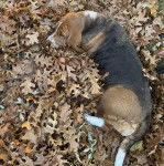 Un Basselier allong&eacute; sur un sol jonch&eacute;s de feuilles mortes et semblant d&eacute;tendu 