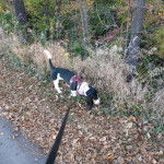 Un Basselier sur un sol jonch&eacute;s de feuilles mortes et qui est tenu en laisse 