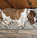 Un Basselier allong&eacute; sur un tapis et portant un collier autour du cou