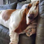 Un Basselier allong&eacute; sur un lit et semblant dormir 