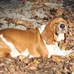 Un Basselier allong&eacute; sur un sol jonch&eacute;s de feuilles mortes 