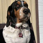 Un Basselier portant un collier autour du cou 
