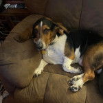 Un Basselier allong&eacute; sur un canap&eacute; et portant un collier autour du cou