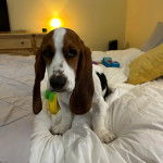 Un Basselier allong&eacute; sur un lit 