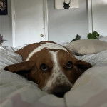 Un Basselier allong&eacute; sur un lit et semblant d&eacute;tendu 