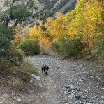 Un Basselier sur une surface rocaileuse