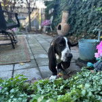 Un Basselier sur un sol pav&eacute; et semblant d&eacute;tendu 